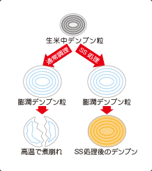 生米中デンプン粒→SS処理→膨潤デンプン粒→SS処理後のデンプン